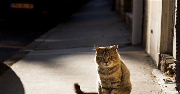 与自己的爱猫相遇，欧拉黑猫喊你一起收养“萌宠”了